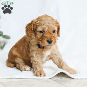 Mara F1b, Cavapoo Puppy